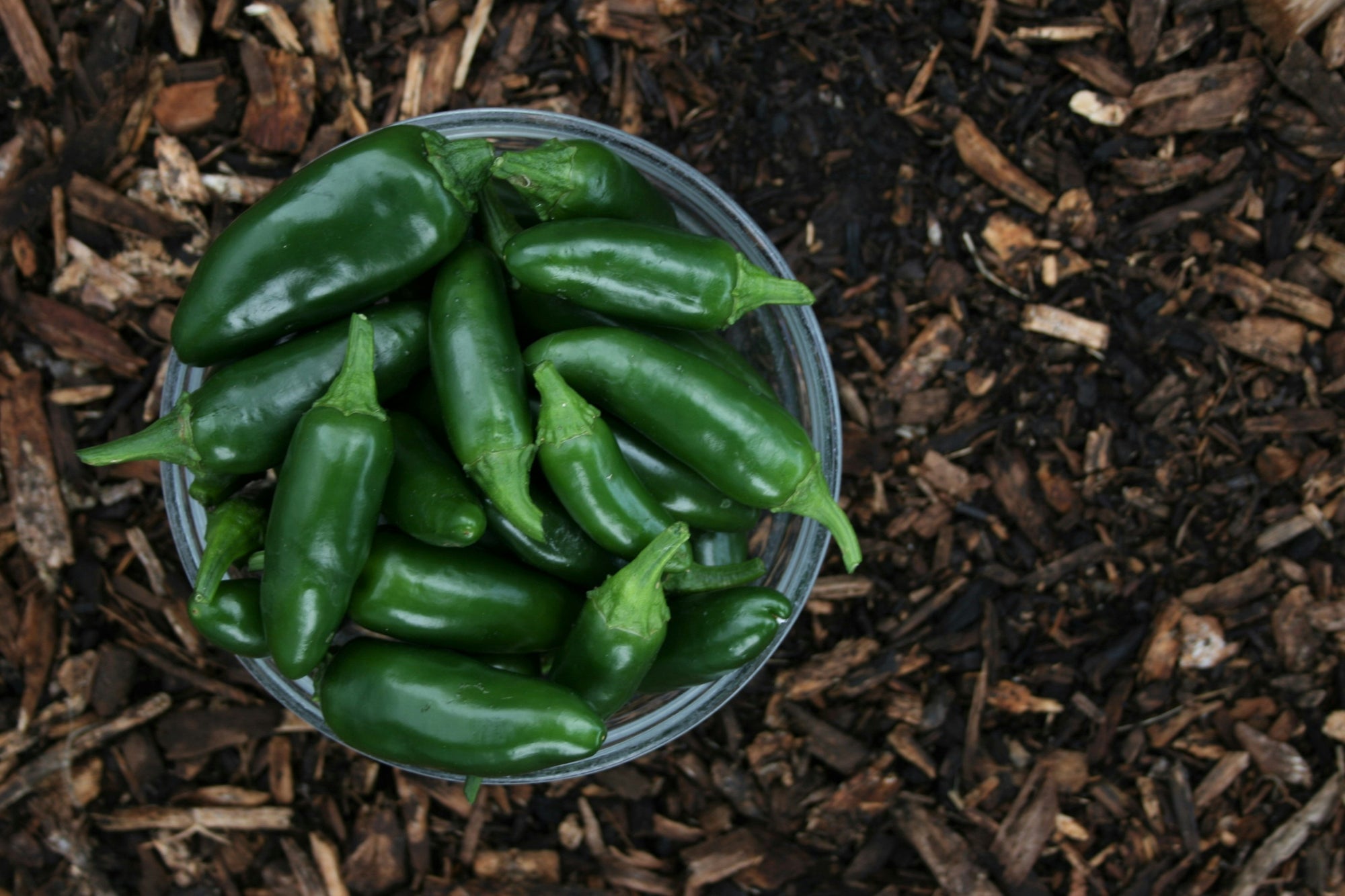 Piment Jalapeno: piment unique